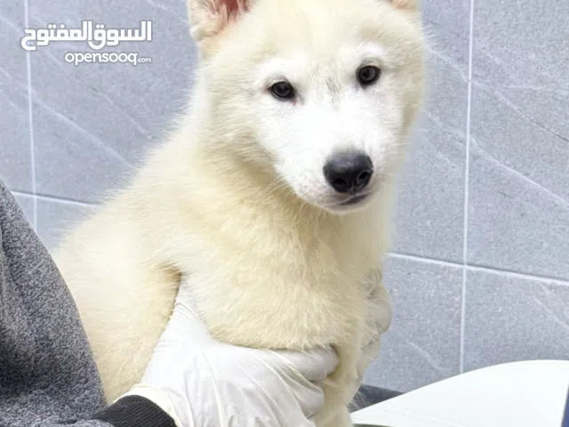 Top quality husky puppies يراوه هاسكي مستوى عالي