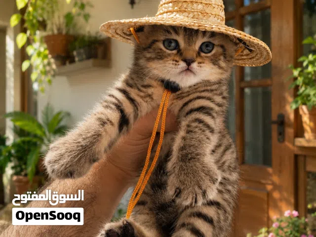 كتنز انتاج مستورد شوكليت . ليلك .. تايجر ..
