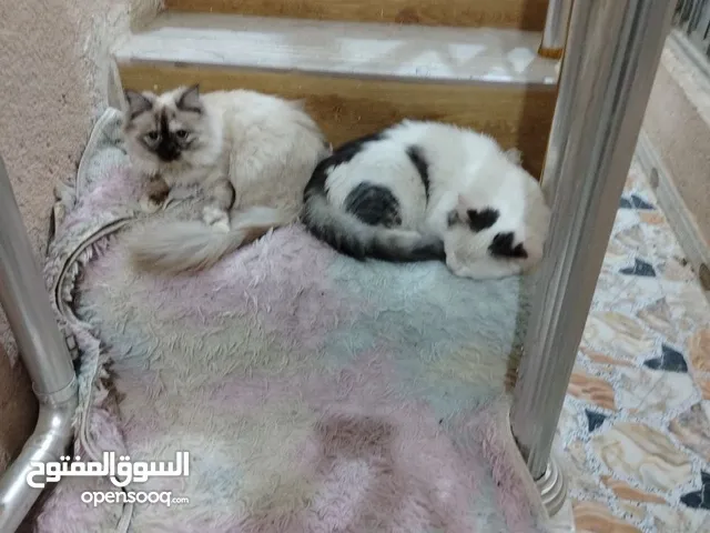 قطط للبيع أنثى وذكر كبار