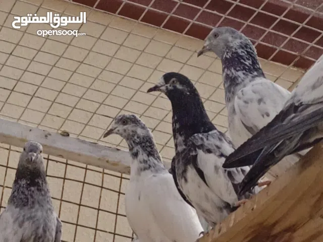 حمام باكستاني