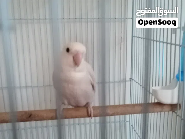 روز اليف عمر 3اشهر ياكل بنفسة ويتبعك بالمنزل