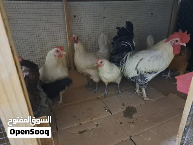 chicken and guail for sale