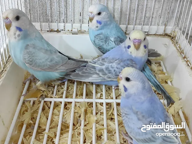 رينبو وتركيبات أنصاص
