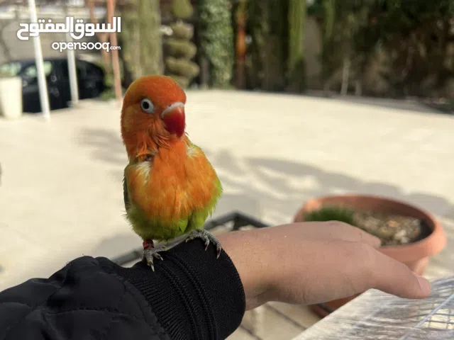 فرخ ببغاء فيشر جرين اوبلاين مميز أليف جدا زق يدوي
