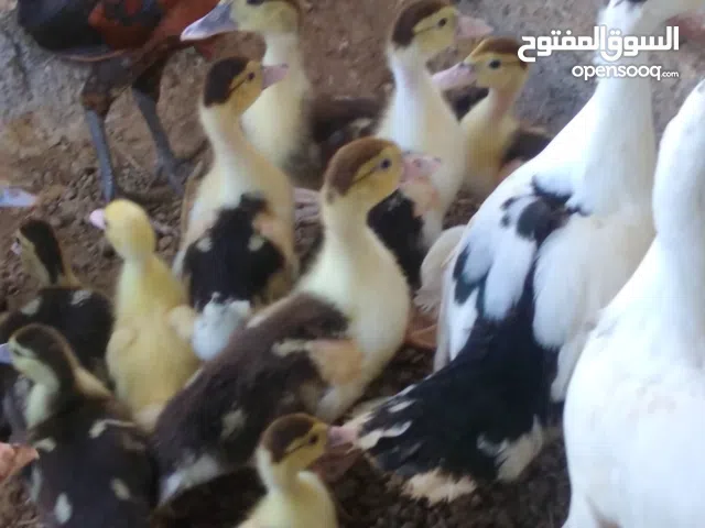 بط مصري أموره طيبه. متاز لتربيه.