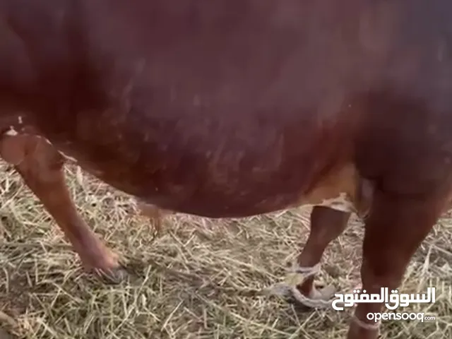 *ثيران صوماليات للبيع*