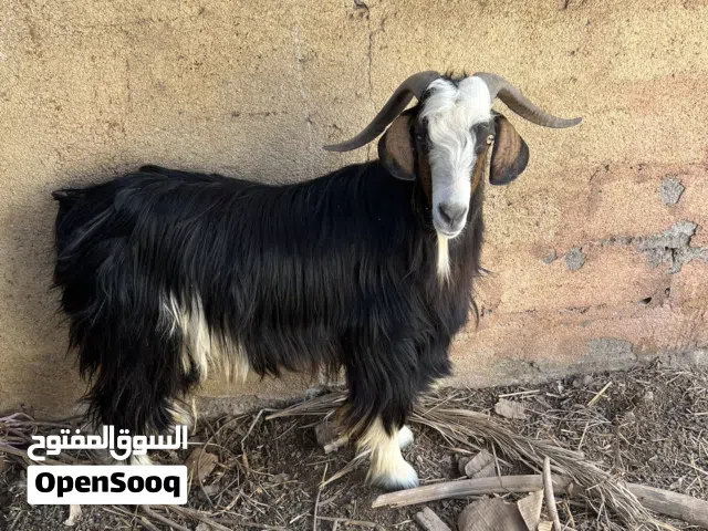 تيس ولد سنه ونص ما مخصاي