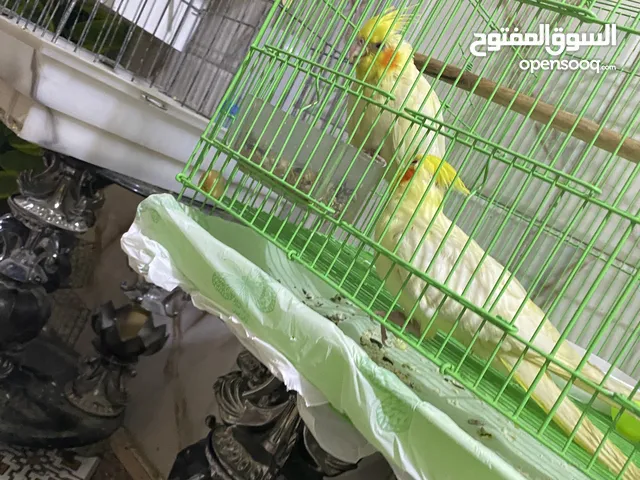 تتوفر لدينا طير ببغاء نوع كوكتيل