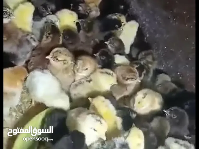 صوص بلدي  البزره القديمه حبات النخب من حضك والله يبارك ل صاحب النصيب..