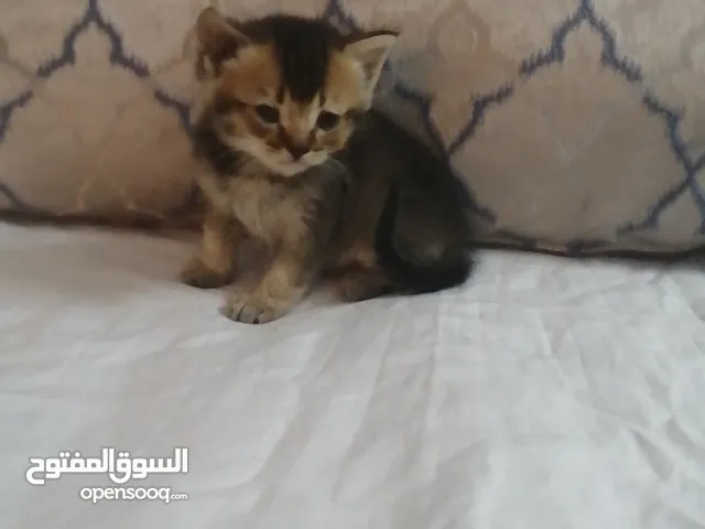 قط مميز من الحجم الصغير سكوتش شورت هير