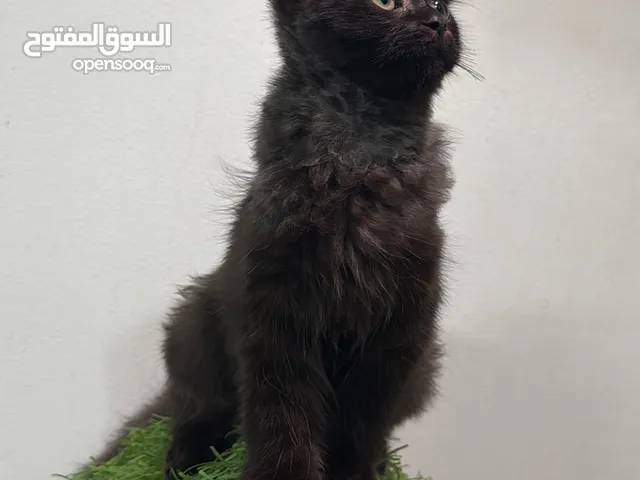 بريتش عمره 3 اشهر