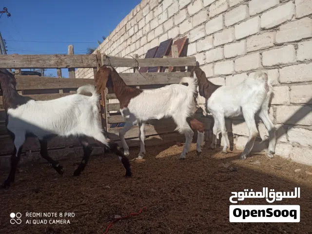 عنايق هجين للبيع