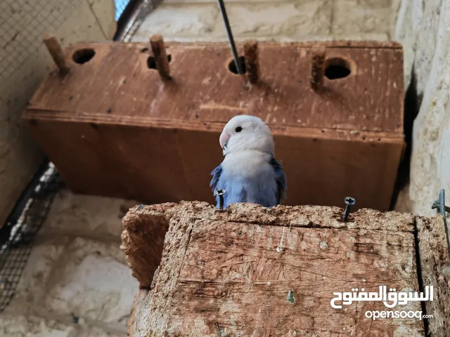 adorable love birds for sale