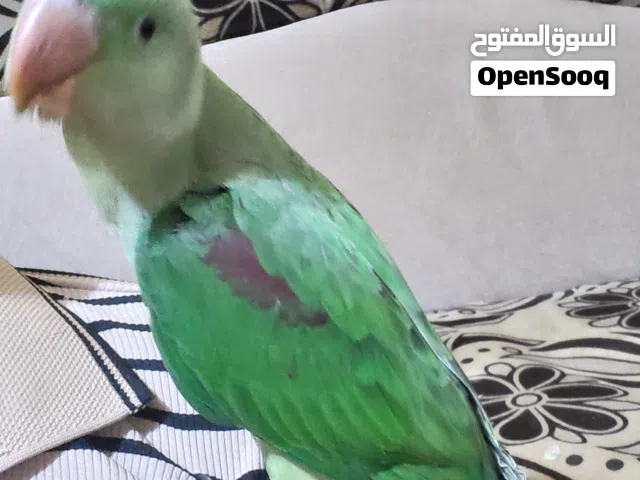 دره نيبالي