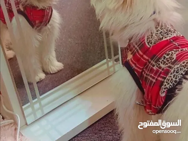 كلب للبيع بسعر مغري بداعي السفر الضروري