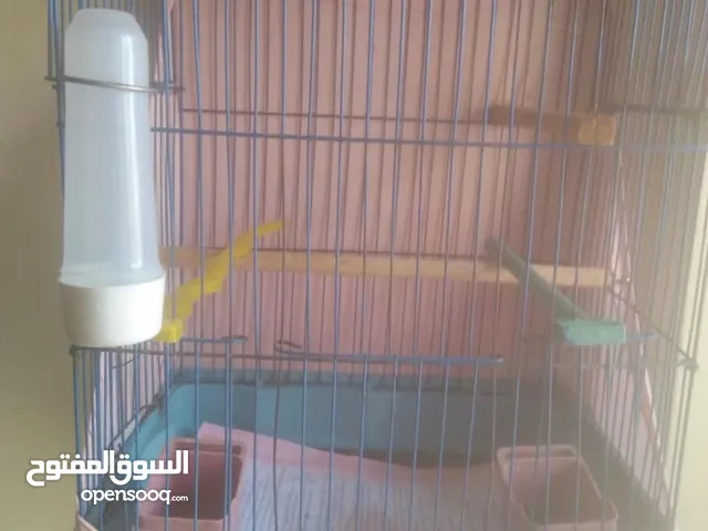قفصين عصافير زينه بكل مشتمالاتهم