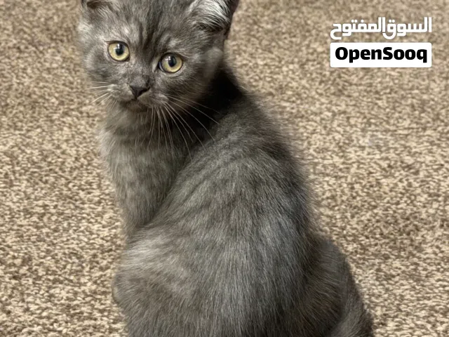 قطط ميكس شيرازي وسكوتش