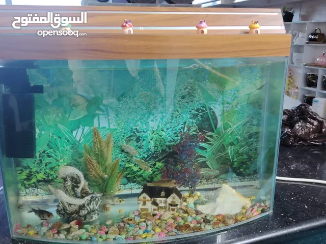 حوض سمك بحالة ممتازة جدا العنوان الزرقاء جبل الأمير حمزة