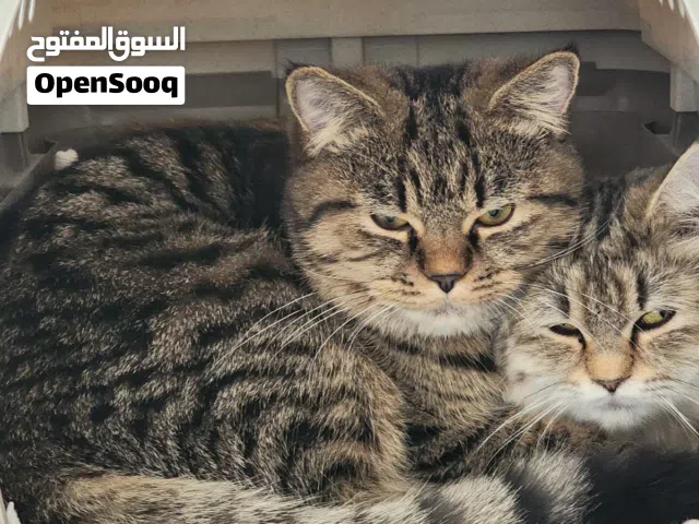 للتبني بسعر رمزي