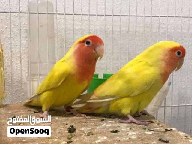 روز اصفر ذكر من نوع النادر وجاهذ لي التنسيل