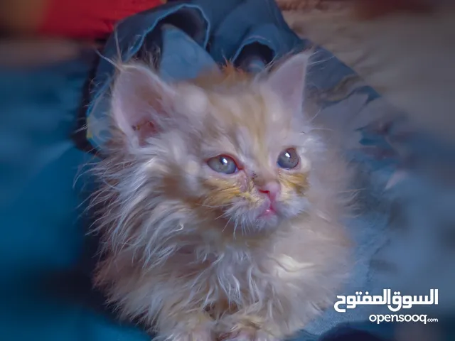 اقرء الاعلان الاول ذكر شيرازي بيور لون ذهبي ملكي فخم شعر كثيف جداً . . . . . .