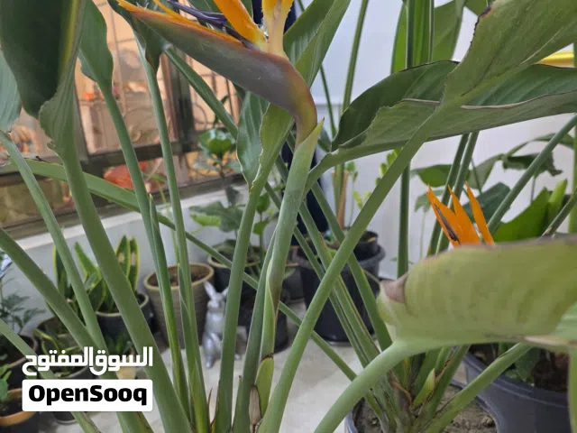 نبات عصفور الجنة