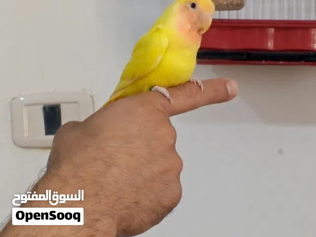 فرخ ترويض روز رد فيس نص لفه حمراء عين حمراء