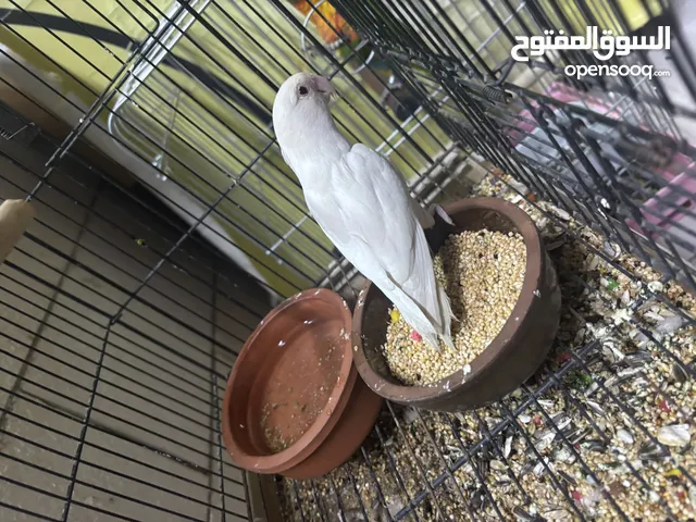 ببغاء روز انثاي البينو