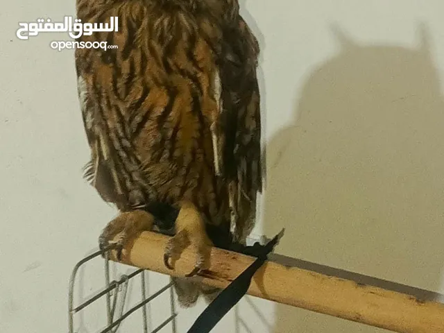 متوفر بوم طويلة الاذن للبيع