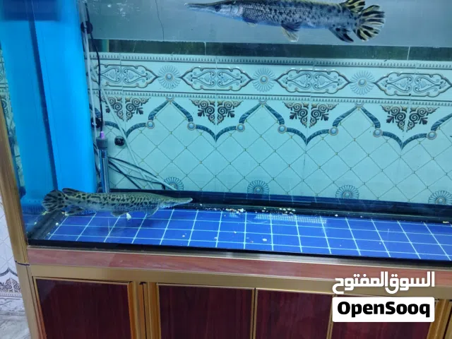 حوض سامب متر ونص عملاق شركة كامري