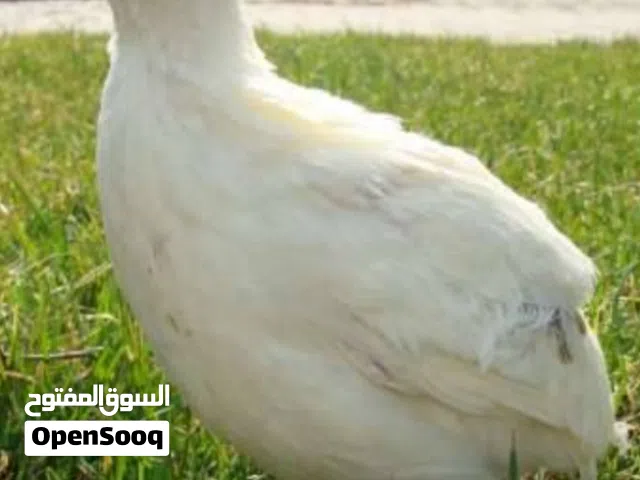 سمان للبيع اللون الأبيض