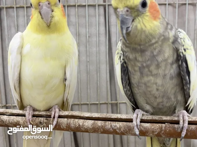 للبيع زوجين طيوار روز وكوكوتيل