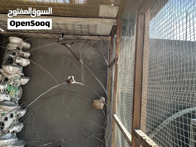 زوج بلابل مزاويج صار شهر من طبكتهن الفحل هملايا والنثيه بصراويه طيور خشنه اوحلوه سعرهن 100 قفل