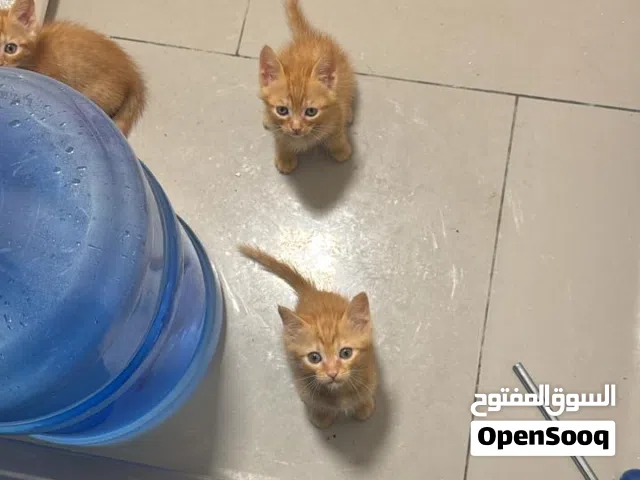 Persian kittens for free adoption