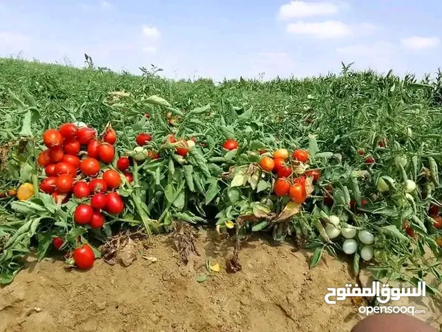 أرض زراعية للإيجار