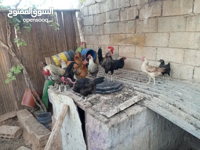 دجاج بلدي سحاب خشافيه الدبايبه