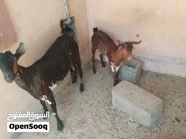 شاه صلاليه مع بنتها