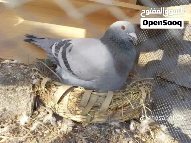 مطلوب جميع انواع الحمام الزينه