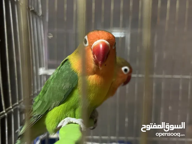 ببغاء فشر للبيع