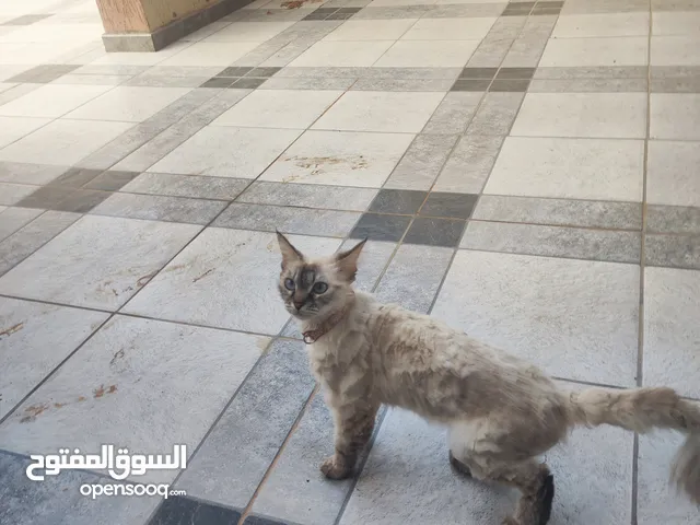 قطه لبيع قصر بن غيشير طرابلس