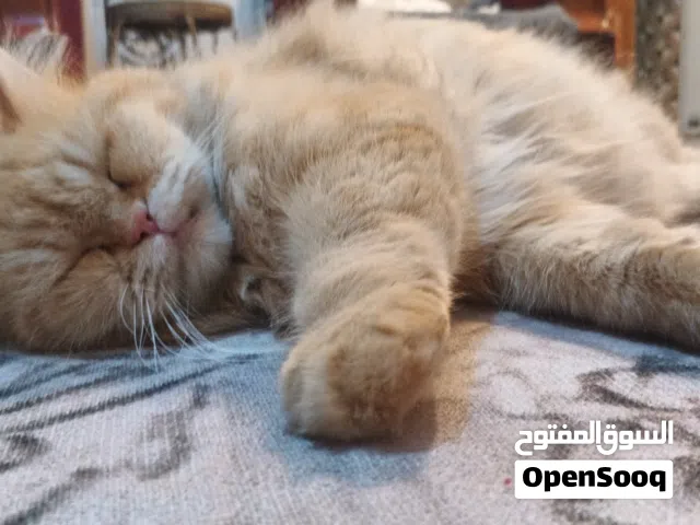 بزونه للبيع