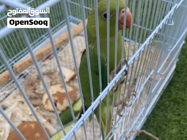 للبيع دره الييف تو بادي ياكل بروحه