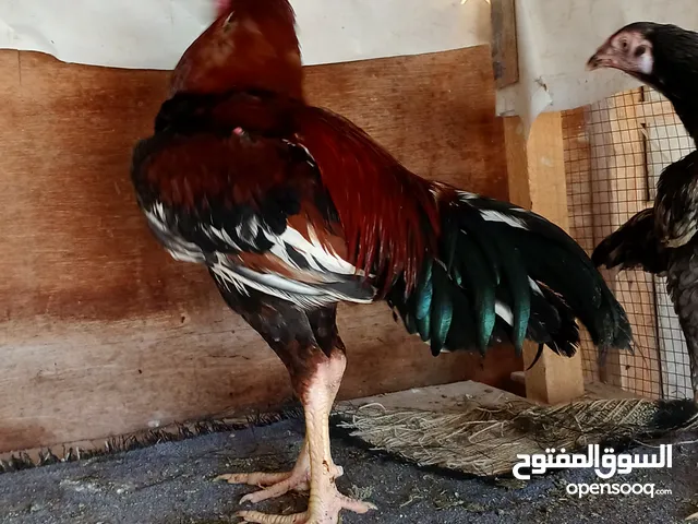 Chicken ديك للبيع