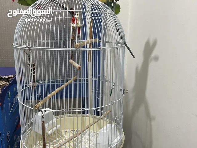 قفص عصفور جديد