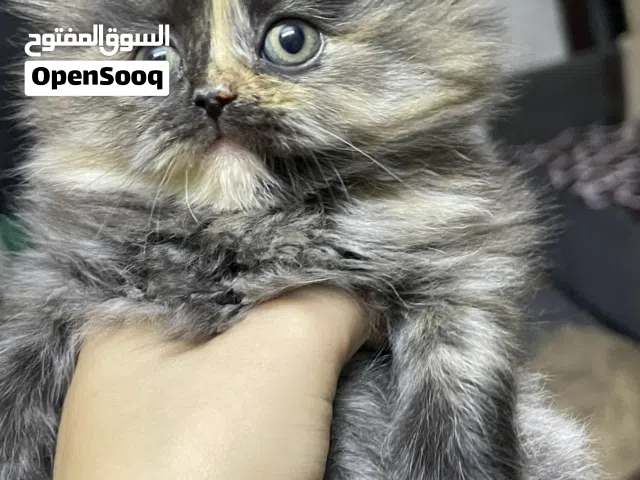 كتن للبيع بسعر رمزي