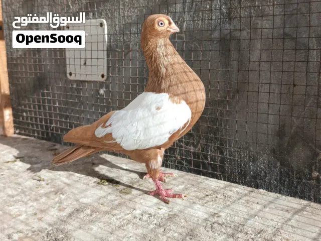جواز حمام للبيع .... التفاصيل..... اقرأ الوصف....