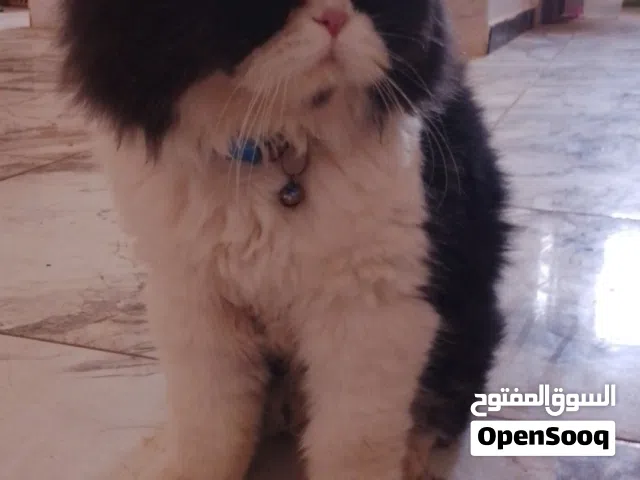 قطط للبيع سكوتش فولد