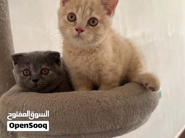 قطط سكوتش فولد وسكوتش ستريت