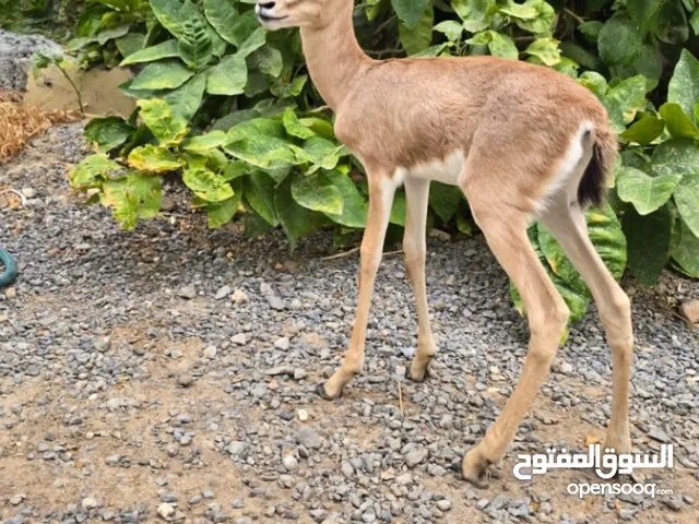 البيع غزال اليف يرضع بمرضعه مع تصريح