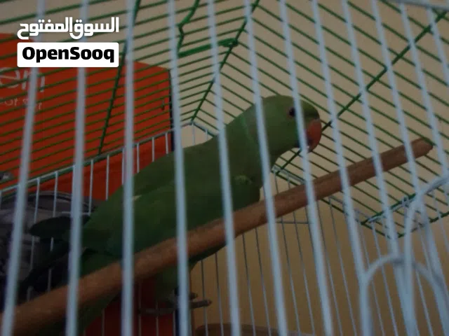 بغبغاء للبيع مع القفص